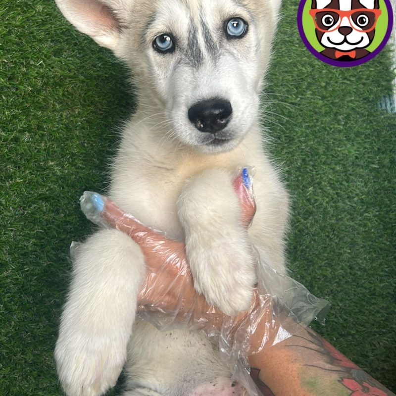 Husky Gris y Canela Macho  Adopcion