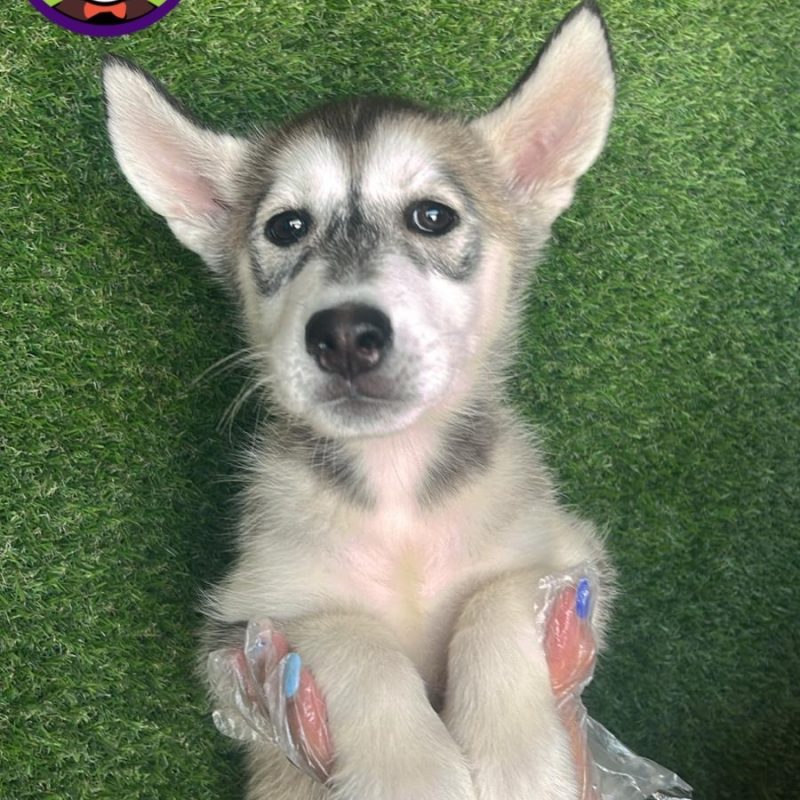 Husky Gris y Canela Macho  Adopcion