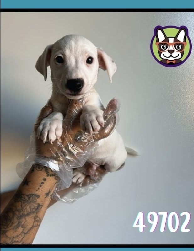 JACK RUSSELL TERRIER MACHO BICOLOR