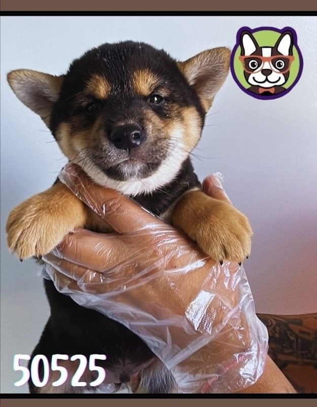 SHIBA INU NEGRO MACHO