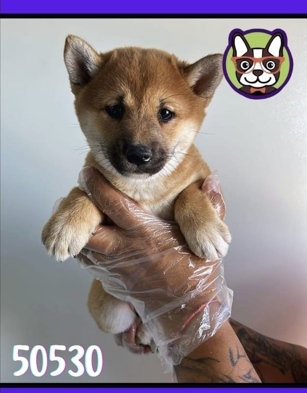 SHIBA INU ROJA HEMBRA