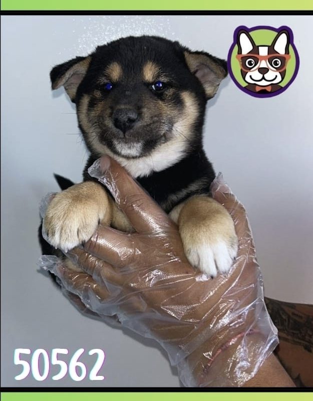 SHIBA INUNEGRO MACHO