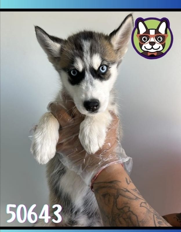 Husky Macho Blanco y negro