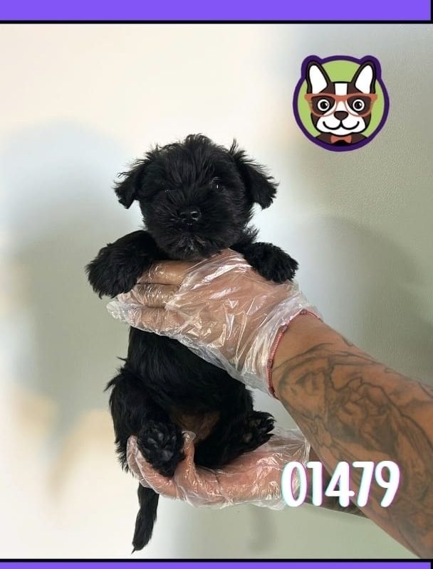 Schnauzer Hembra NEGRA