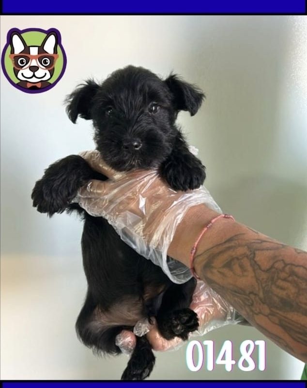 Schnauzer Negro MACHO