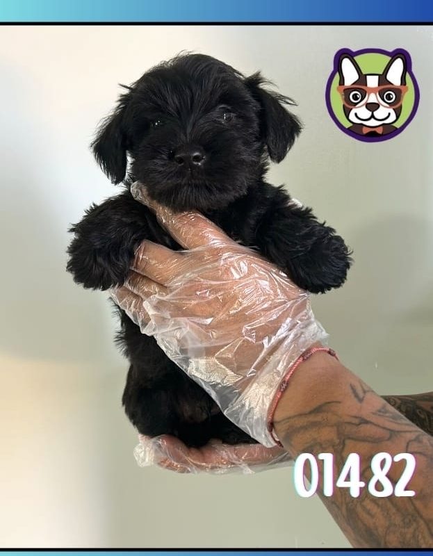 Schnauzer Negro MACHO