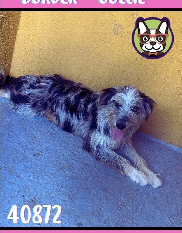 COLLIE HEMBRA MESTIZO ADOPCION TRICOLOR