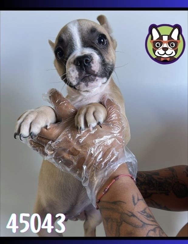 BULLDOG VAQUITA MACHO