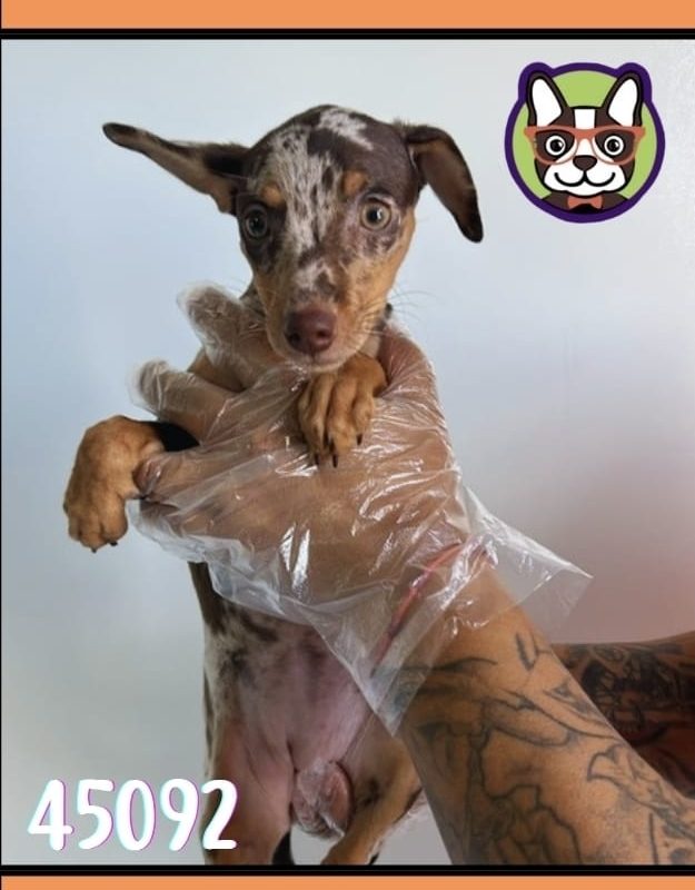 MINI PINCHER merle hembra