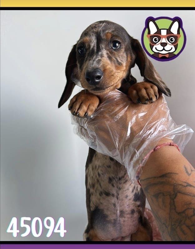 Teckel Arelquin HEMBRA CHOCOLATE