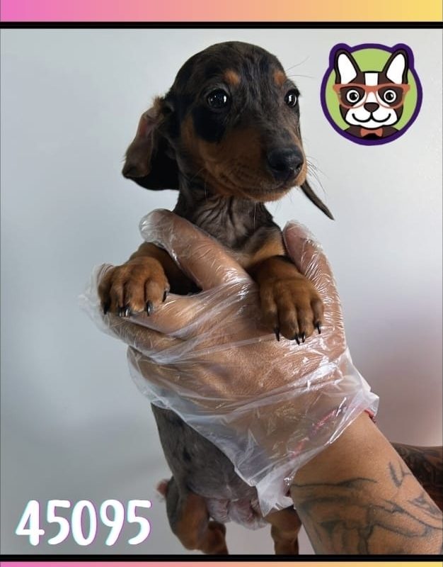 Teckel Arelquin HEMBRA CHOCOLATE