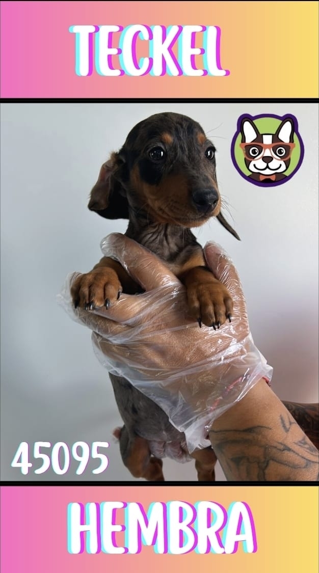Teckel Arelquin HEMBRA CHOCOLATE