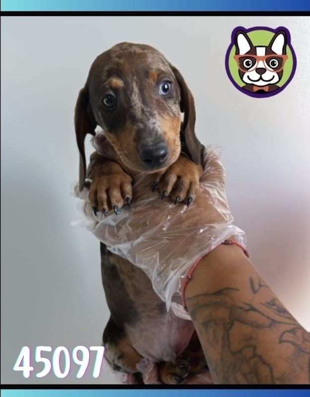 Teckel Arelquin Macho CHOCOLATE