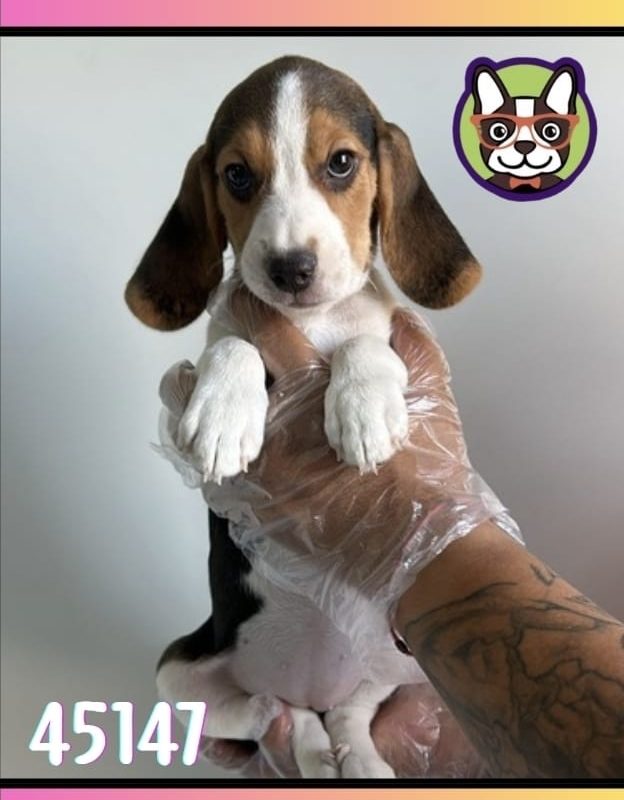 BEAGLE HEMBRA TRICOLOR