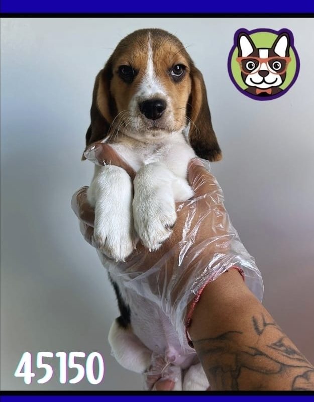 BEAGLE MACHO TRICOLOR