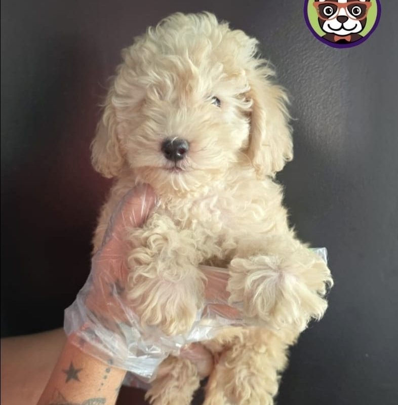 Caniche Macho Apricot