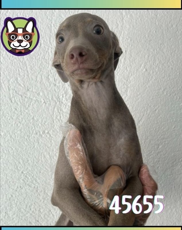 Mini Pincher Macho ISABELA