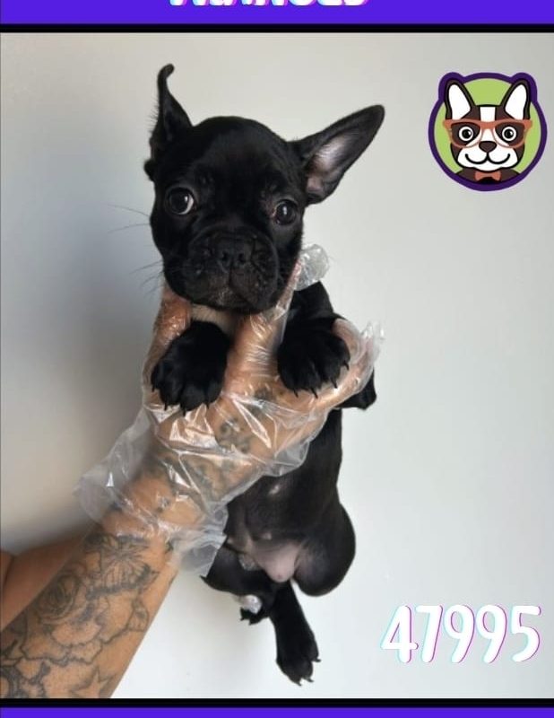 BULLDOG FRANCES HEMBRA