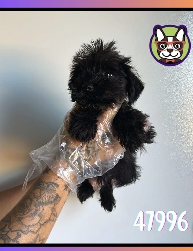 Schnauzer Hembra NEGRA
