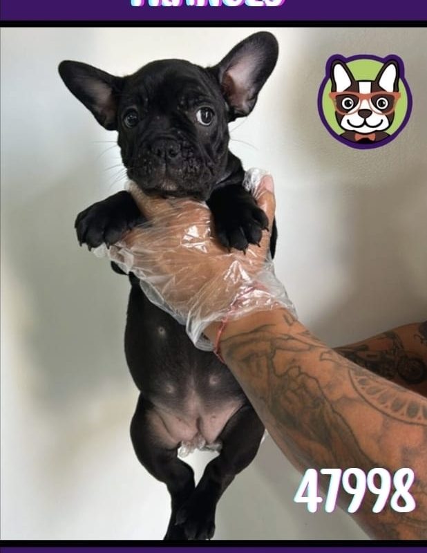 BULLDOG FRANCES HEMBRA