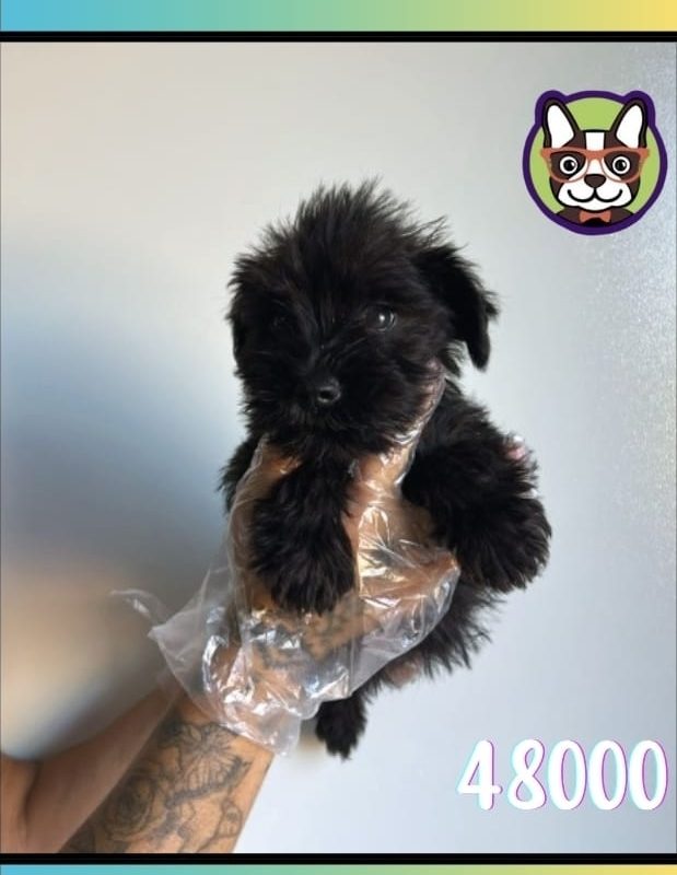 Schnauzer MACHO NEGRO