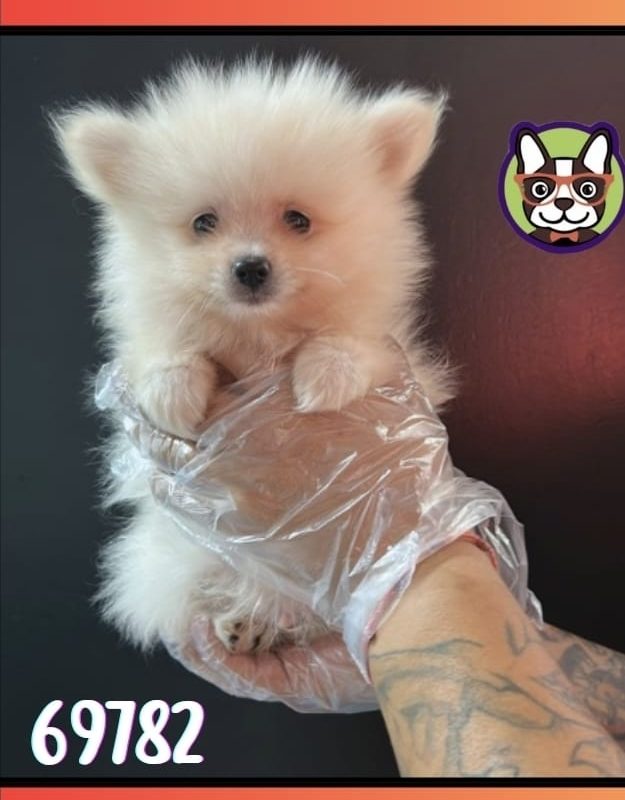 POMERANIA MACHO BLANCO