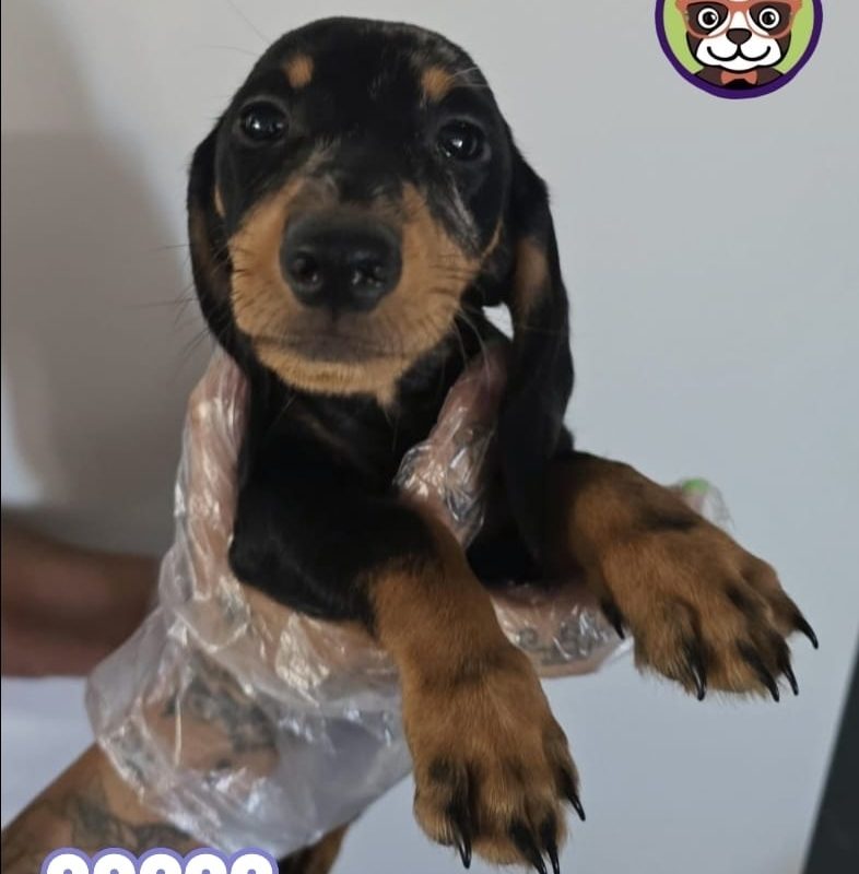 TECKEL HEMBRA ARLEQUIN PLATA ADOPCION