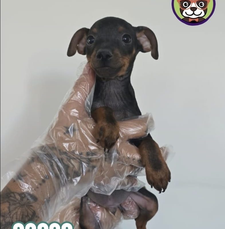 Pincher Macho Negro Fuego