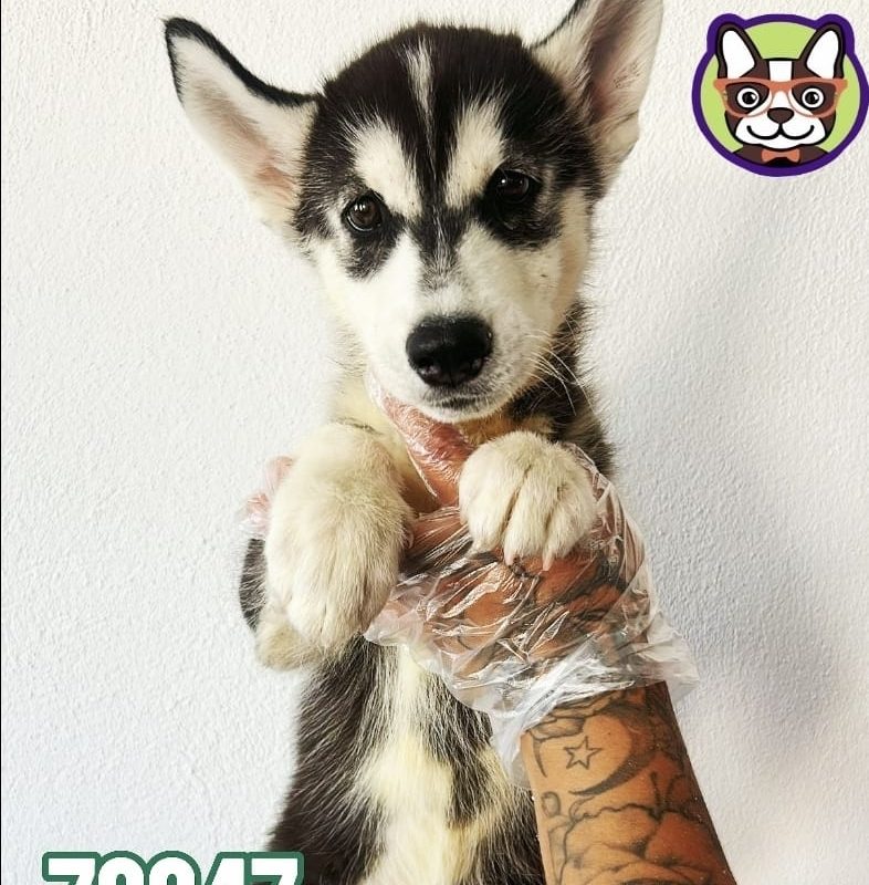 Husky Macho MARRON Y BLANCO