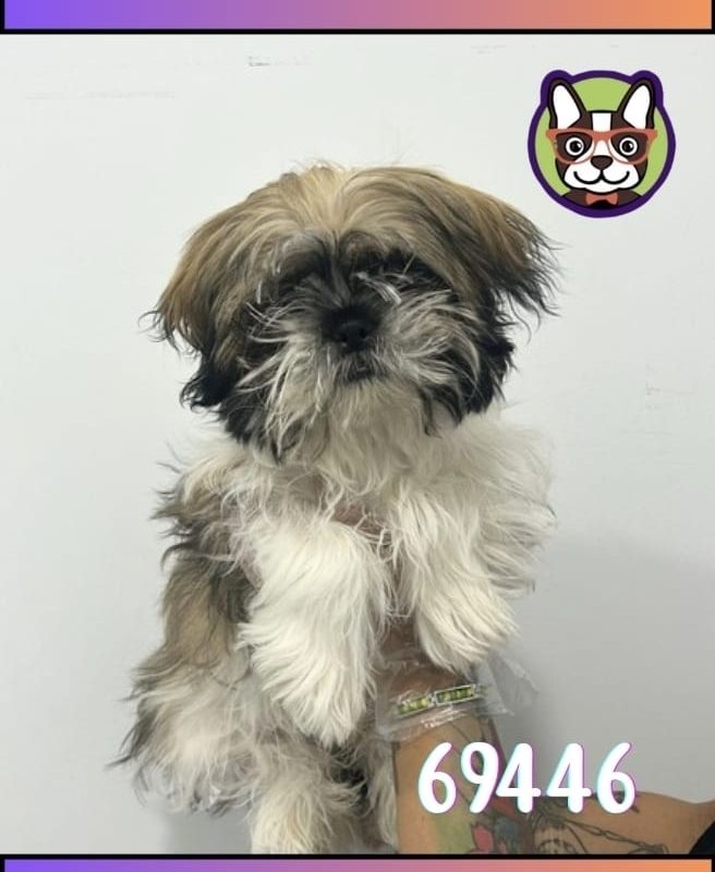 SHIH TZU MACHO BICOLOR