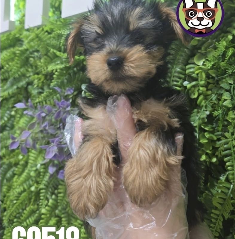 Yorkshire Macho NEGRO Y CANELA