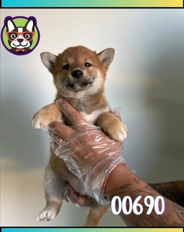 SHIBA INU HEMBRA ROJA
