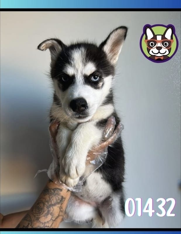 HUSKY SIBERIAN HEMBRA BLANCO Y NEGRO