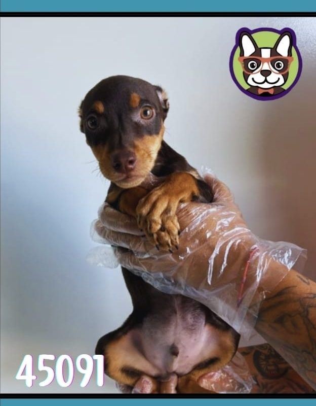 MINI PINCHER merle macho