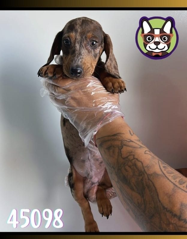 Teckel Arelquin Macho CHOCOLATE