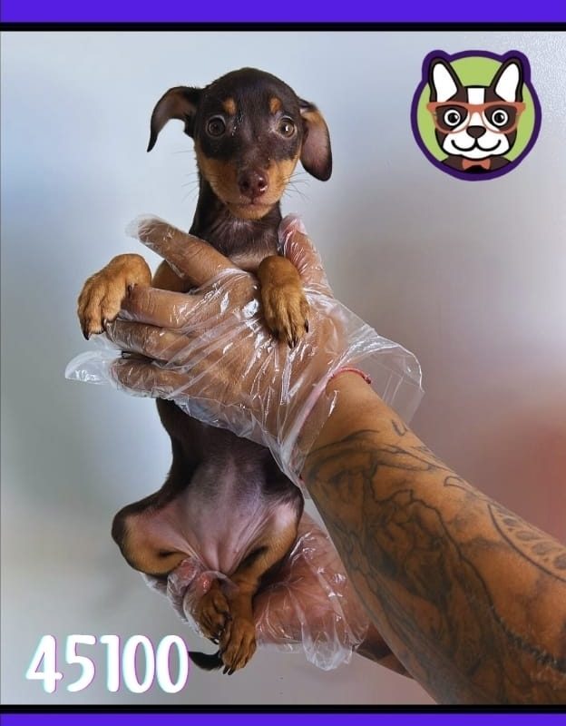 MINI PINCHER merle hembra