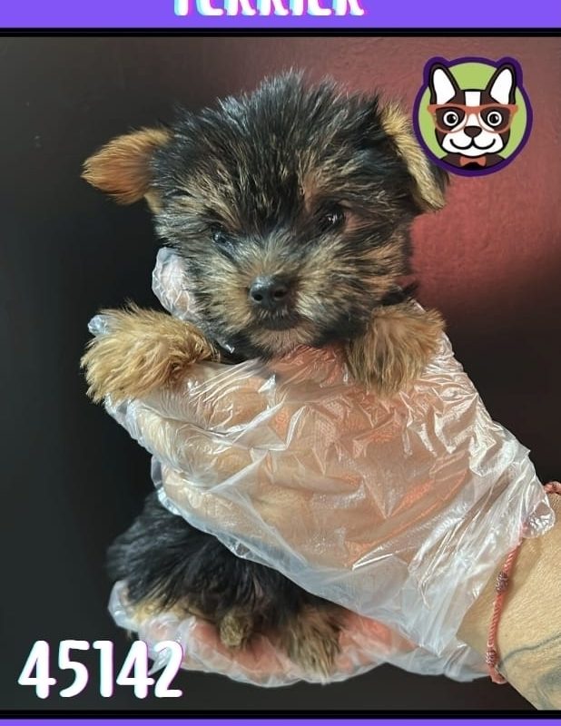 YORKSHIRE TERRIER HEMBRA NEGRA Y CANELA
