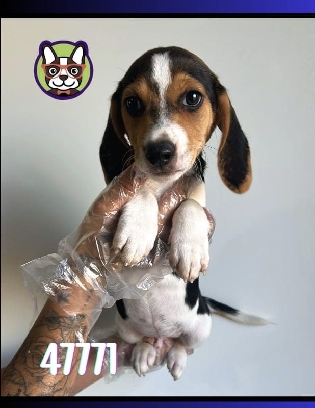 BEAGLE TRICOLOR MACHO