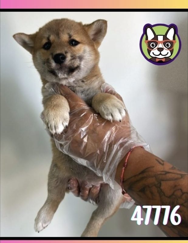 SHIBA INU MACHO ROJO SESAMO