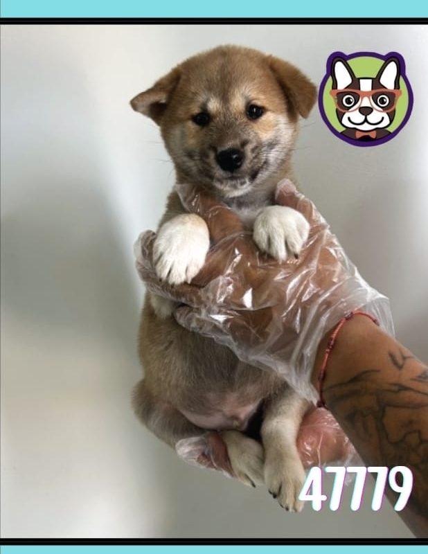 SHIBA INU MACHO ROJO SESAMO