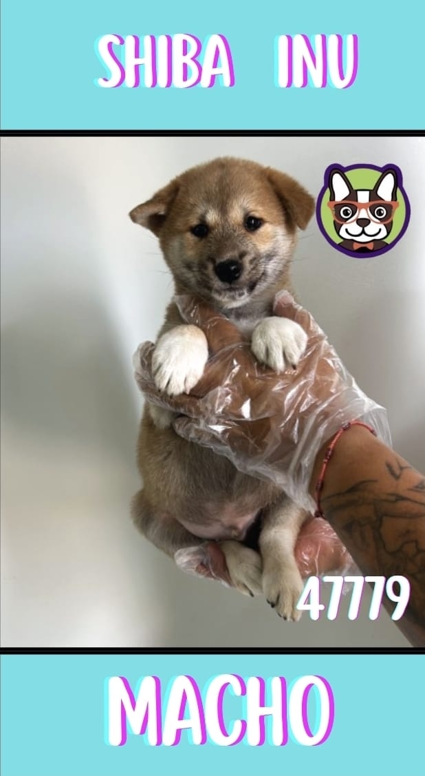 SHIBA INU MACHO ROJO SESAMO