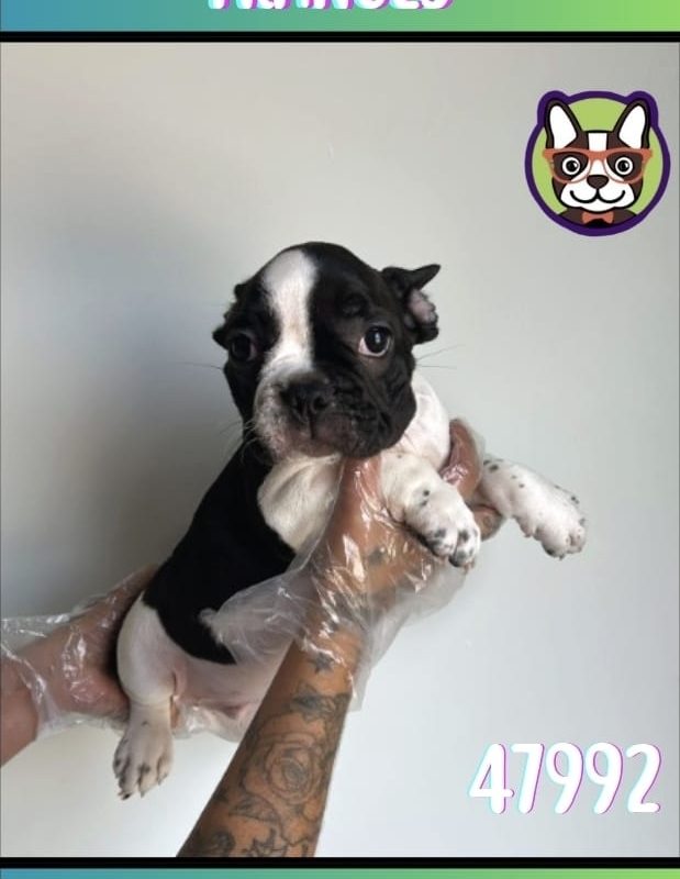 BULLDOG VAQUITA MACHO