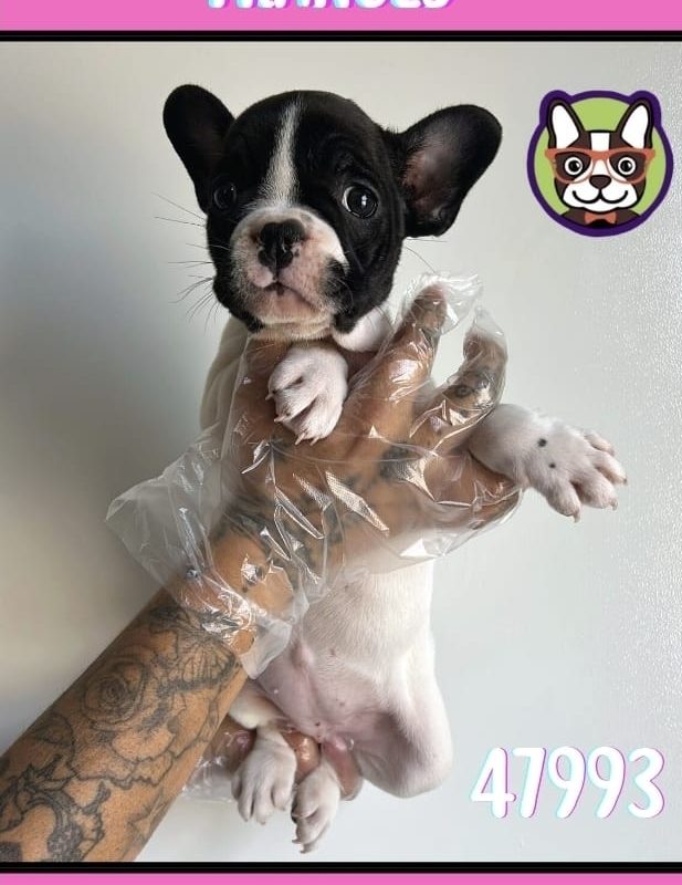 BULLDOG VAQUITA HEMBRA