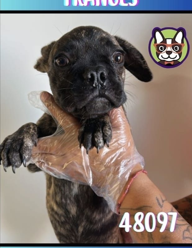 BULLDOG FRANCES MACHO ATIGRADO