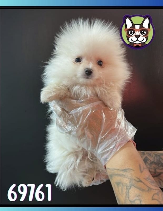 Pomerania Macho BLANCO