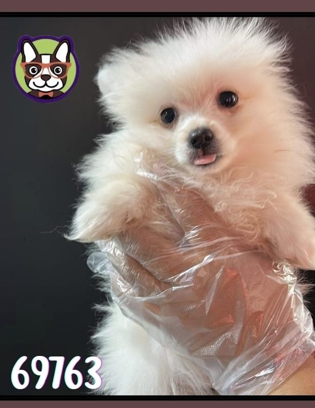 Pomerania Hembra BLANCO