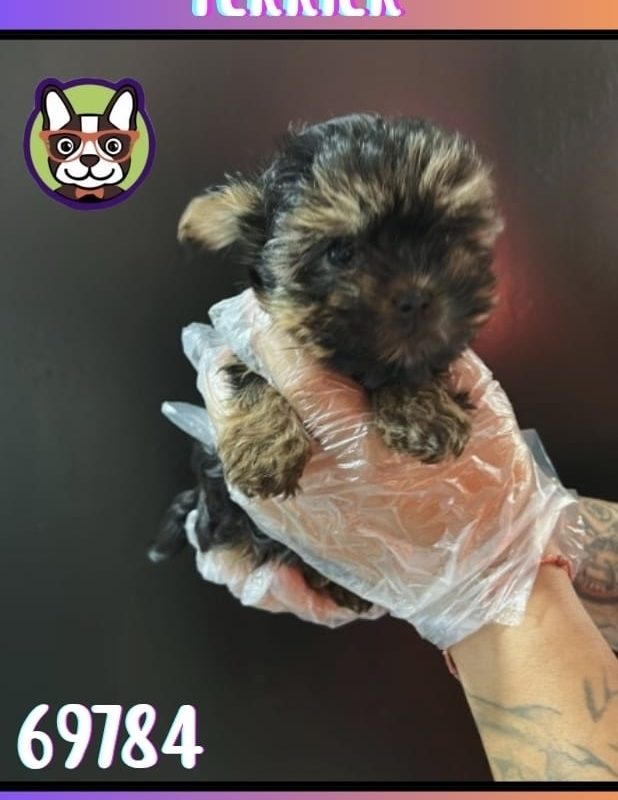 YORKSHIRE TERRIER HEMBRA NEGRA Y CANELA