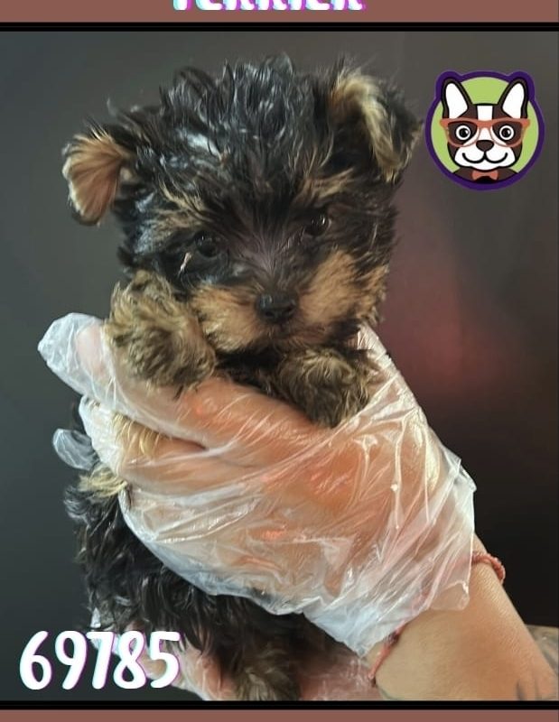 YORKSHIRE TERRIER MACHO NEGRO Y CANELA