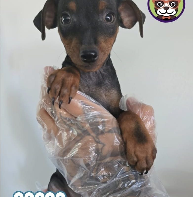 Pincher Macho Negro Fuego