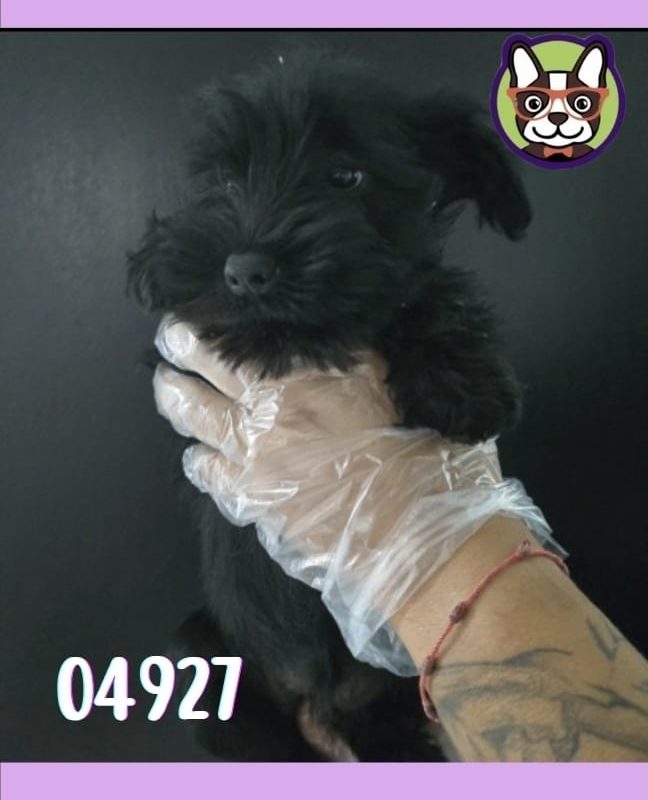 schnauzer hembra negra